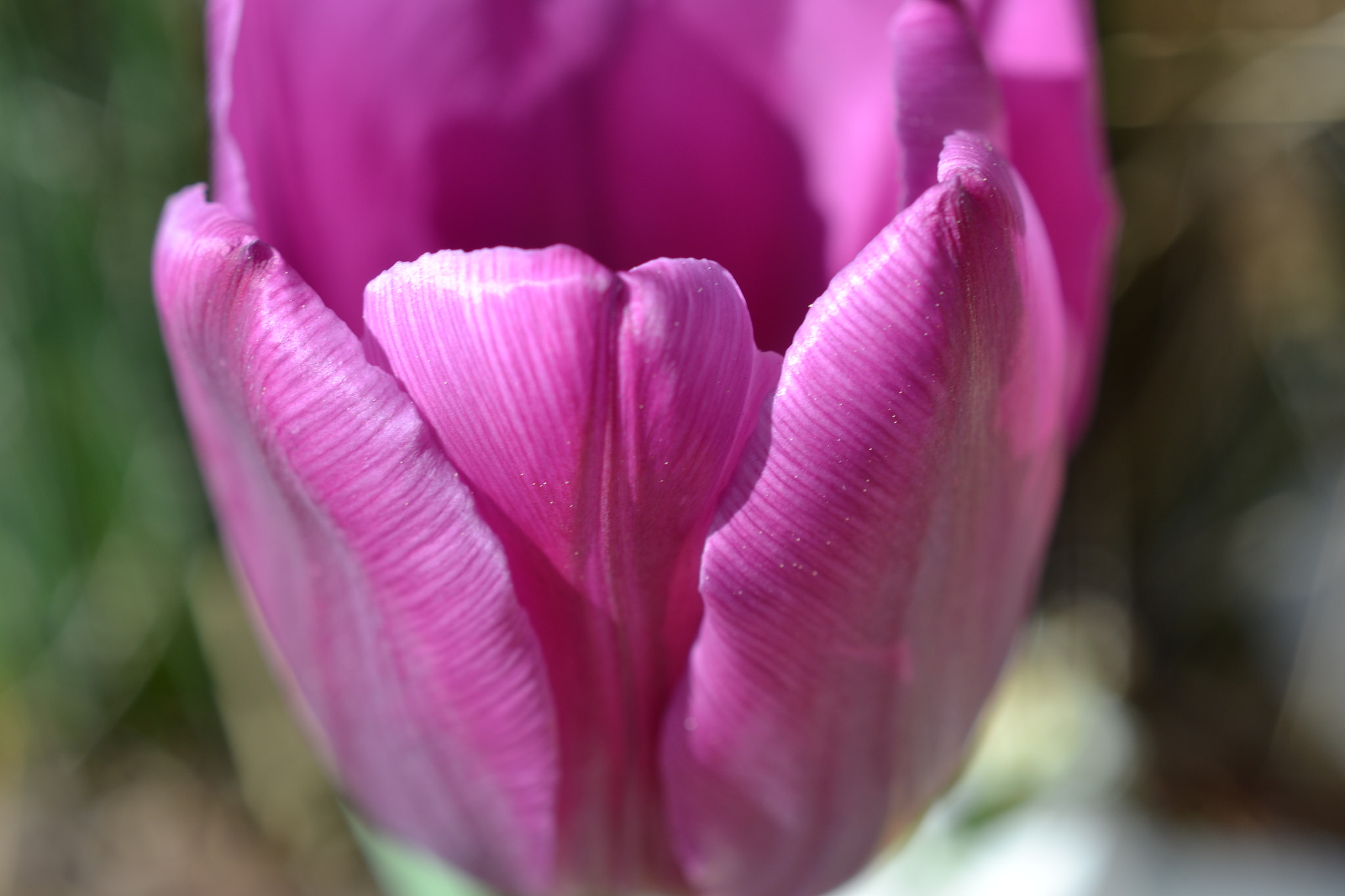 Nikon AF-S DX Micro Nikkor 40mm F2.8 sample photo. Springtime photography