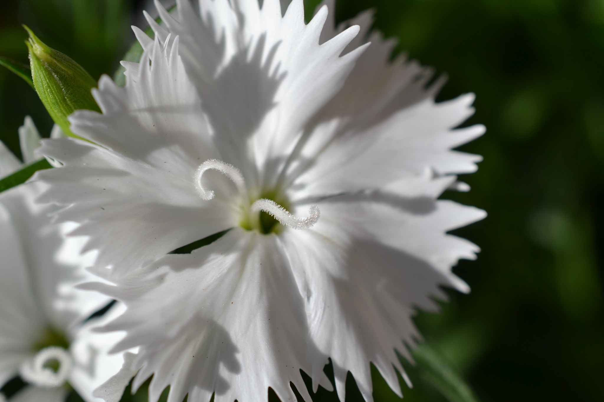Nikon AF-S DX Micro Nikkor 40mm F2.8 sample photo. Ithil omenta photography