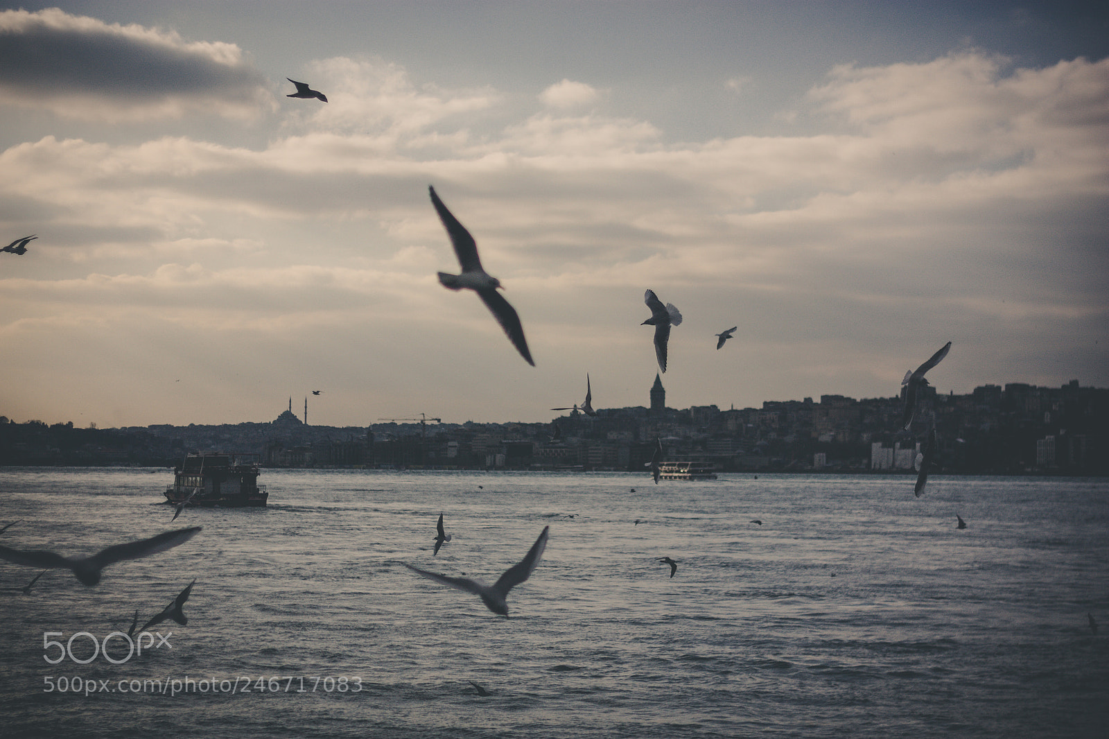 Canon EOS 450D (EOS Rebel XSi / EOS Kiss X2) sample photo. Seagulls of city photography