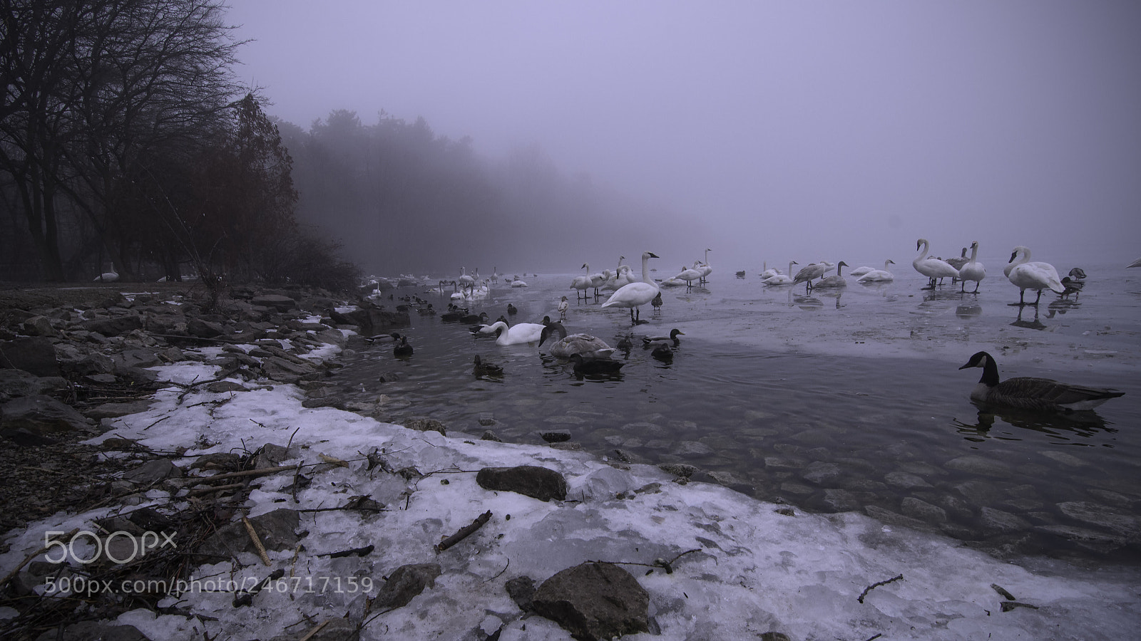 Nikon D500 sample photo. Misty morning photography