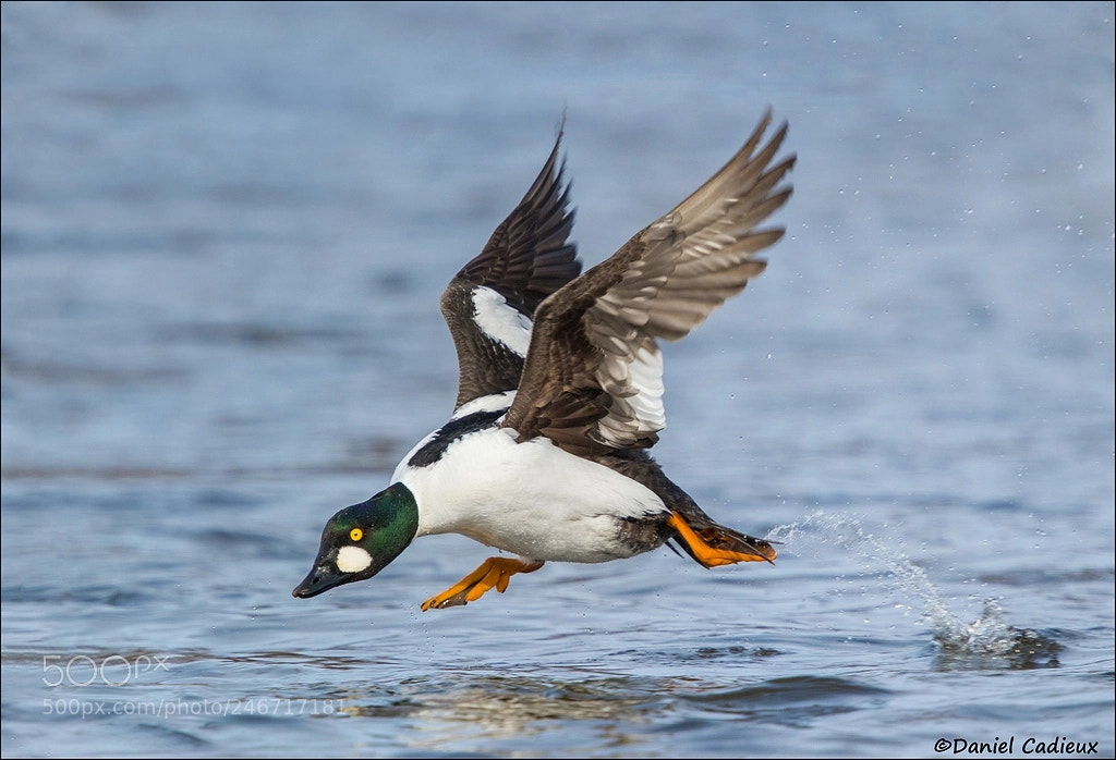 Canon EOS 7D Mark II sample photo. Common goldeneye on the photography