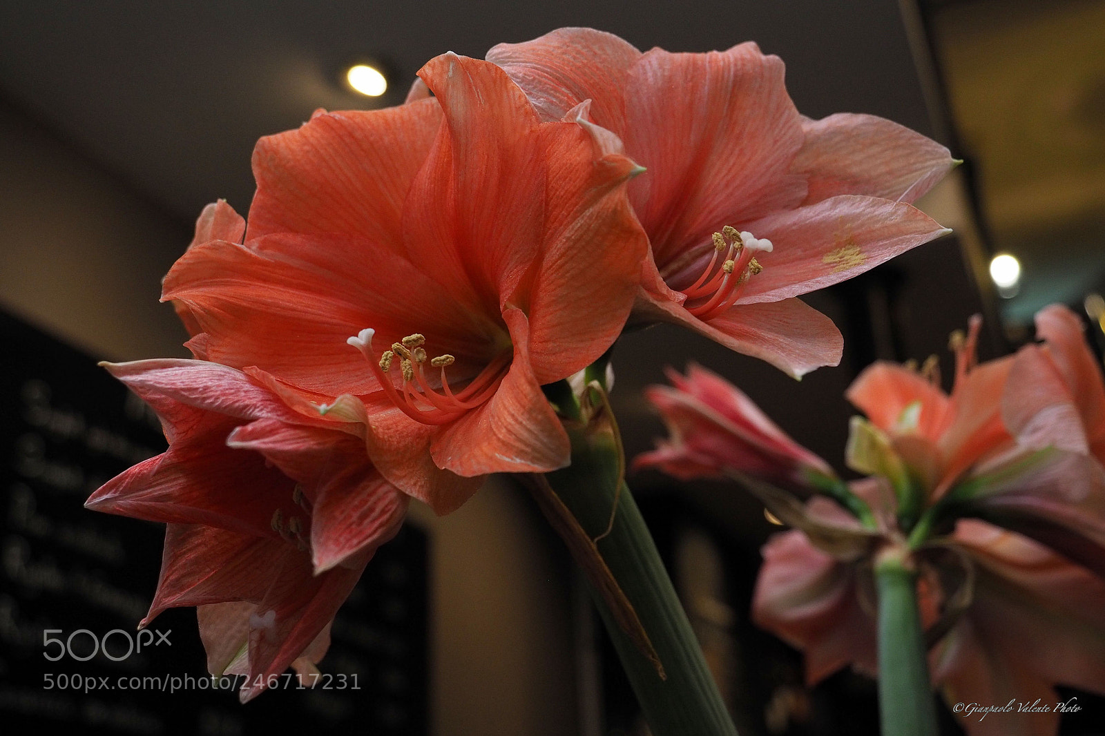 Olympus OM-D E-M5 II sample photo. I gigli d' amor... photography