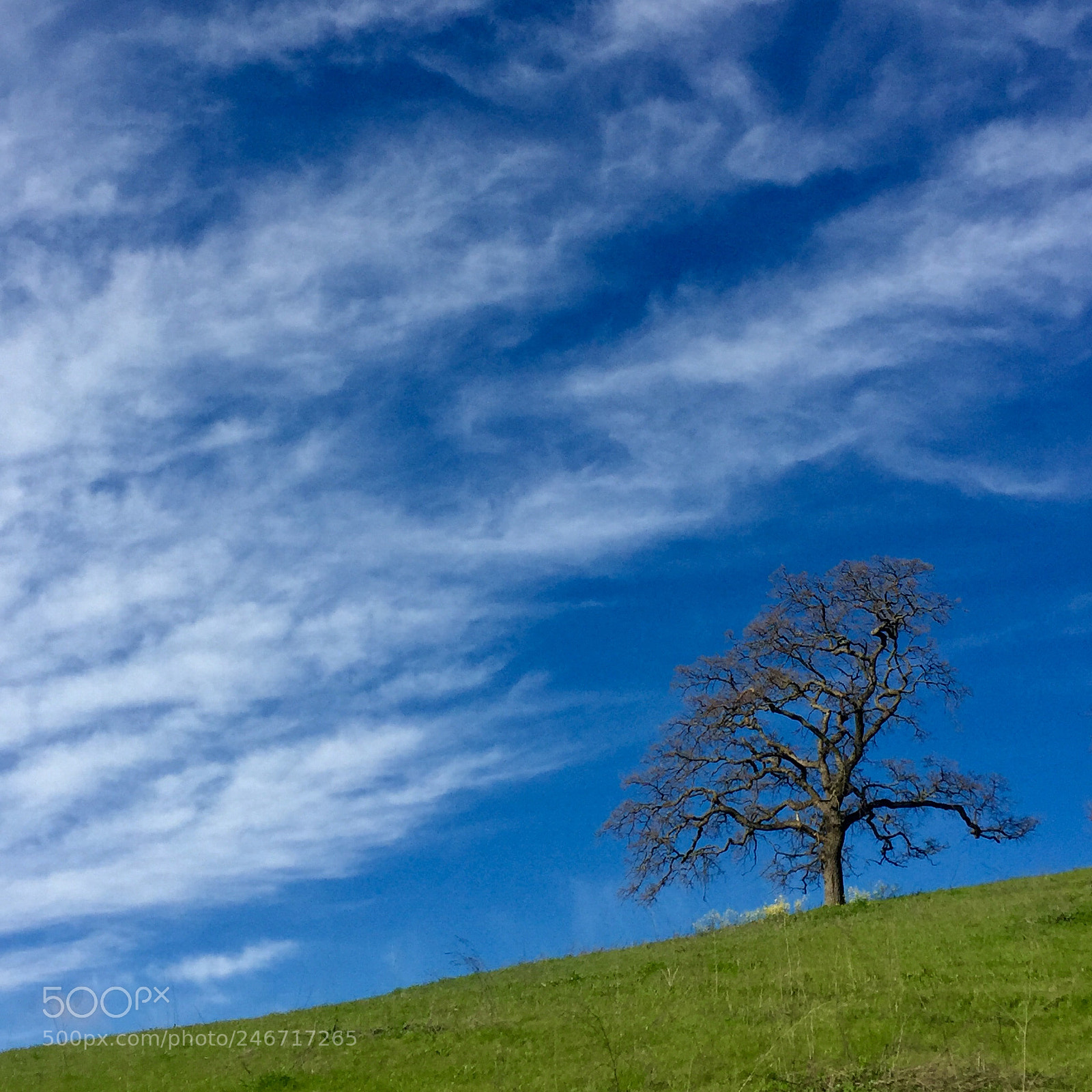 Apple iPhone 6 sample photo. Oak #2 photography
