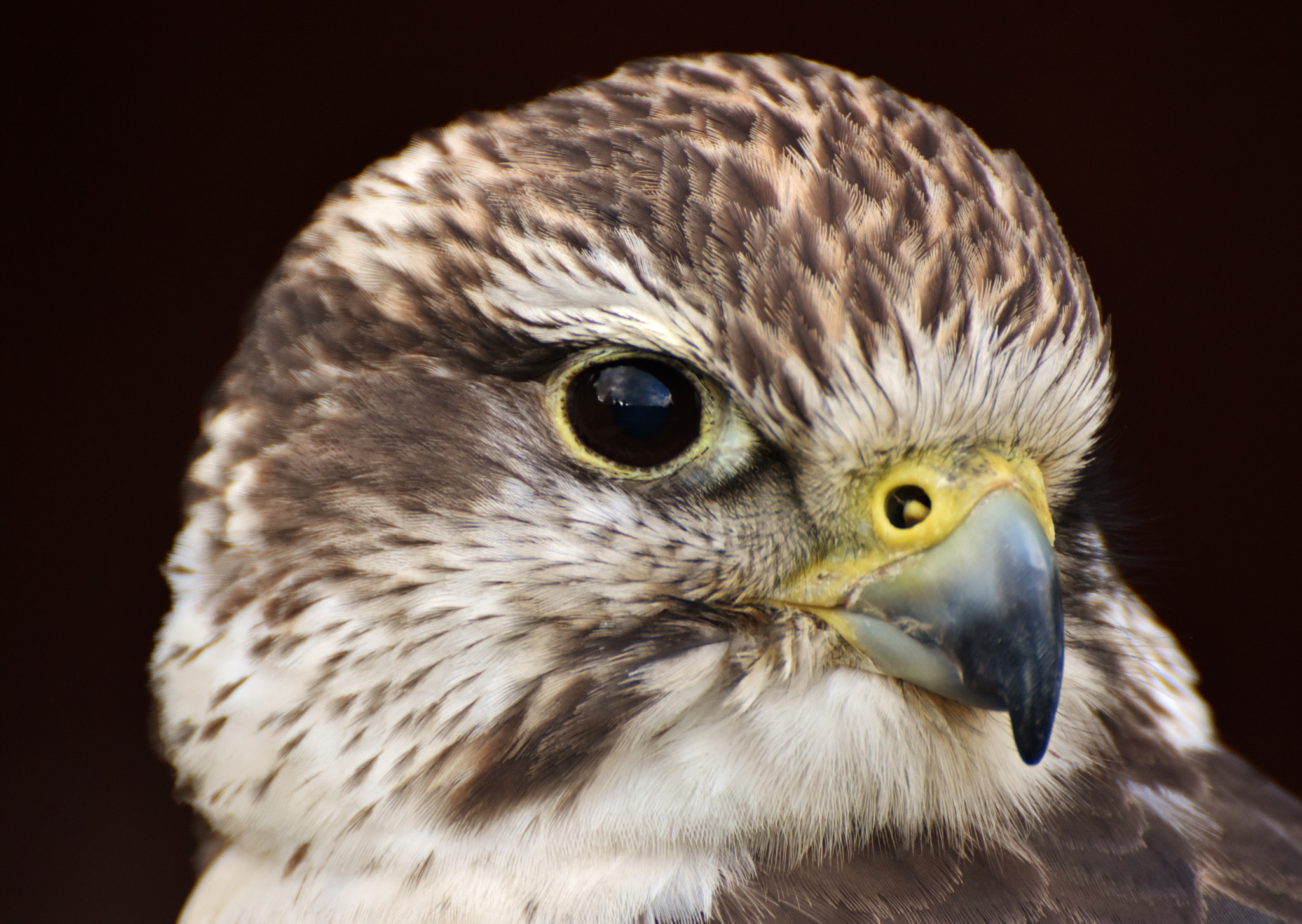 Nikon D7200 sample photo. Saker falcon photography