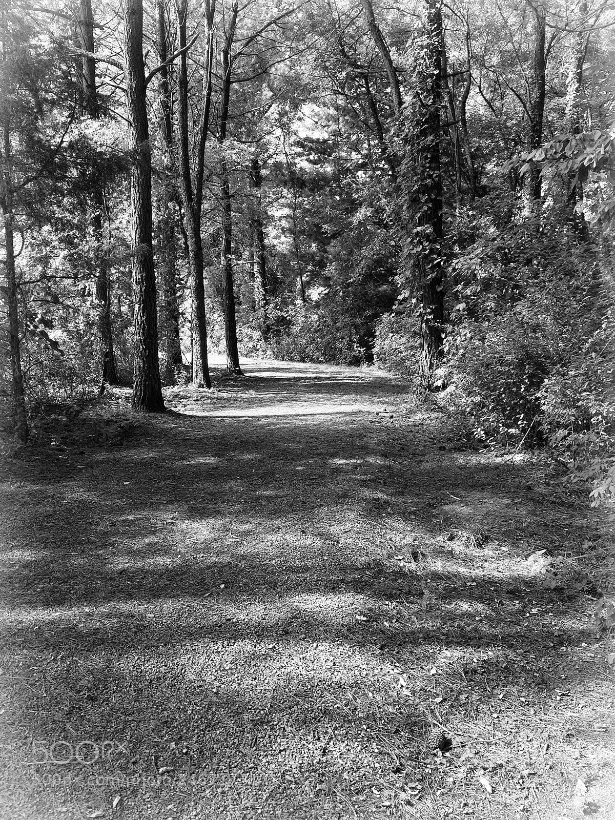 Apple iPhone 5s sample photo. Forest path photography