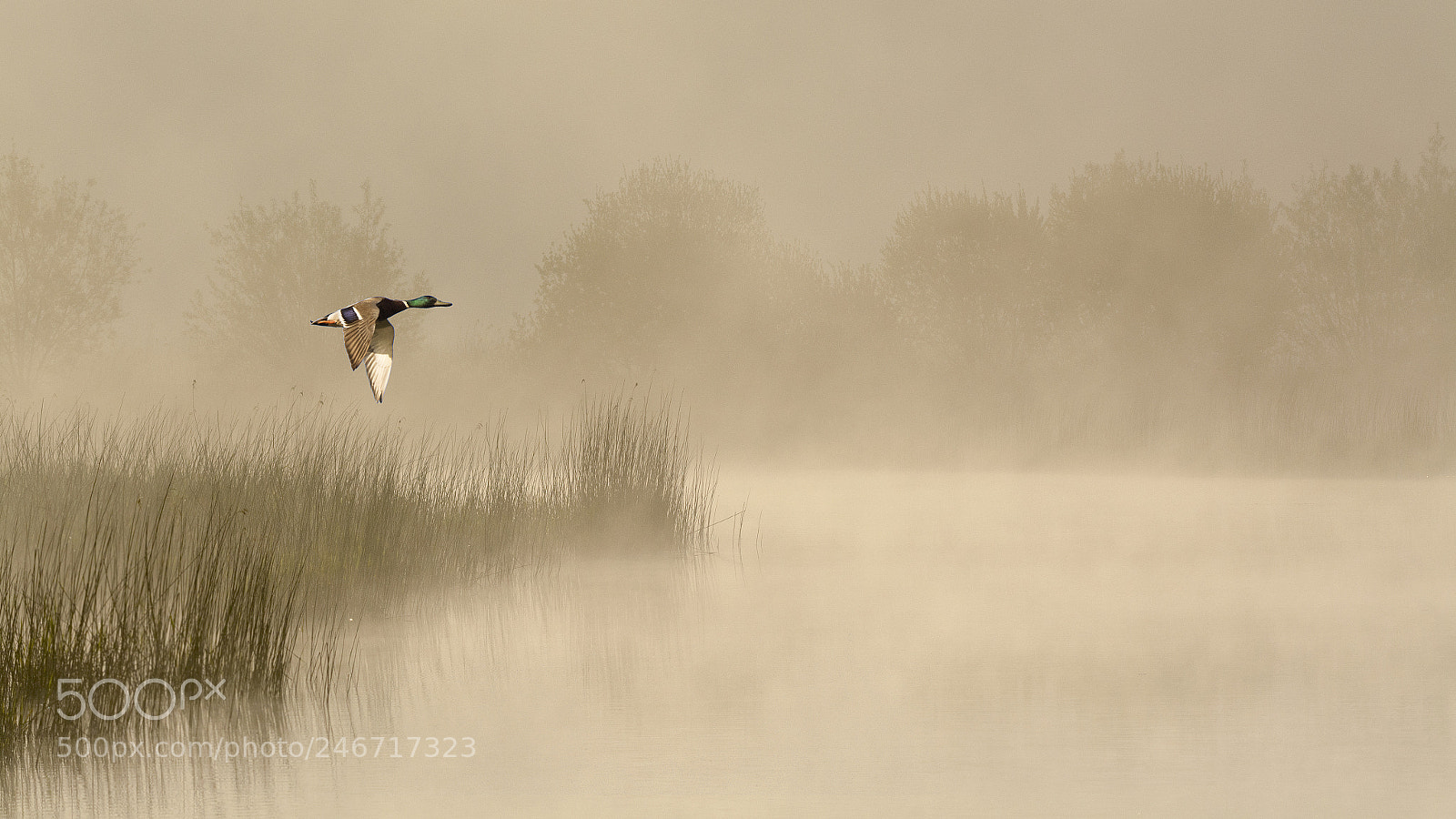 Nikon D7100 sample photo. Mallard in the mist photography