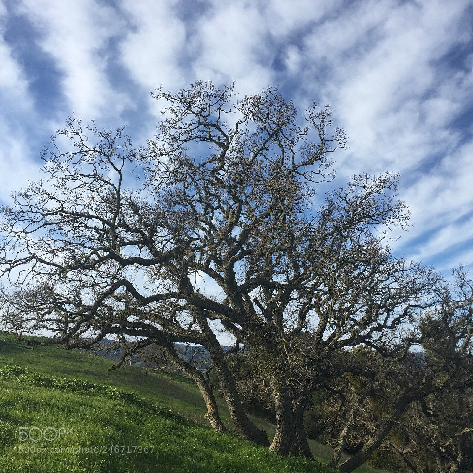 Apple iPhone 6 sample photo. Oak #3 photography