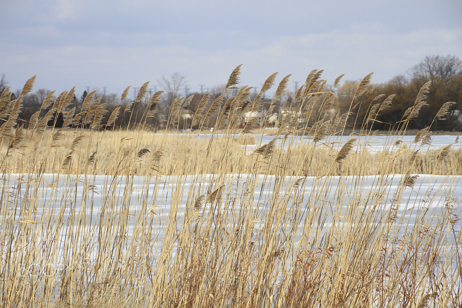 Canon EOS 7D sample photo. Golden ice photography