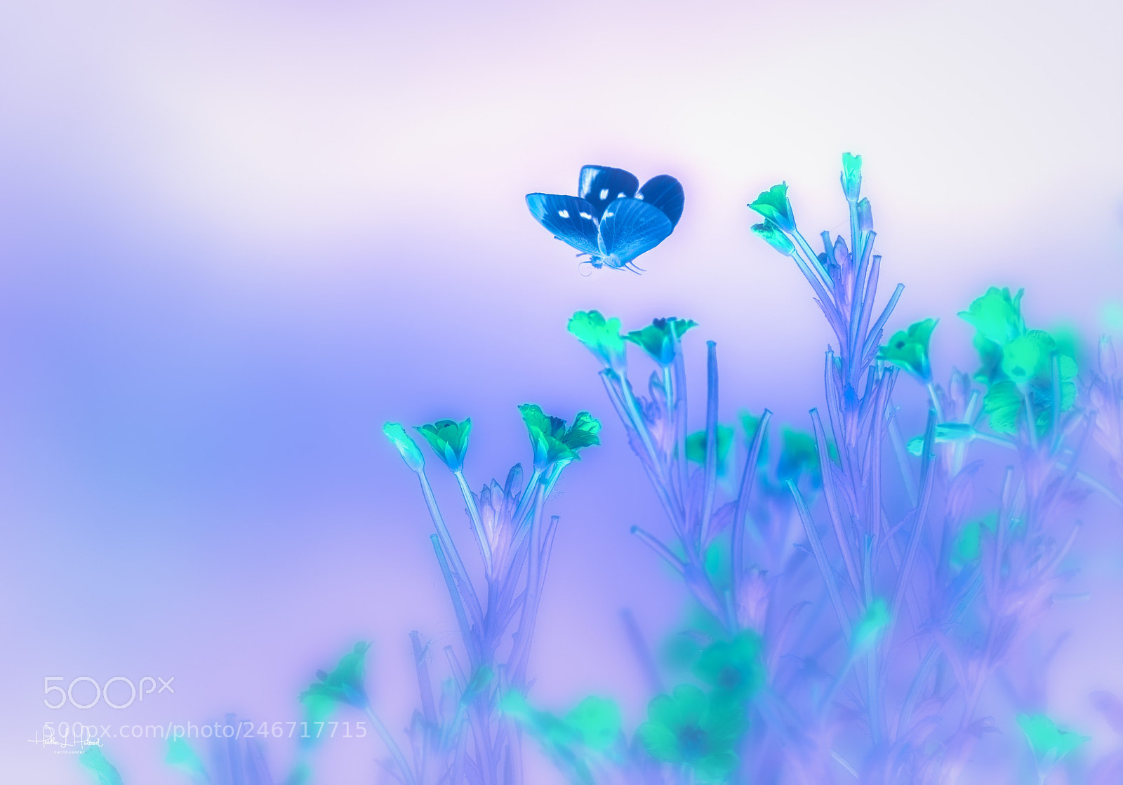 Nikon D810 sample photo. Little blue photography