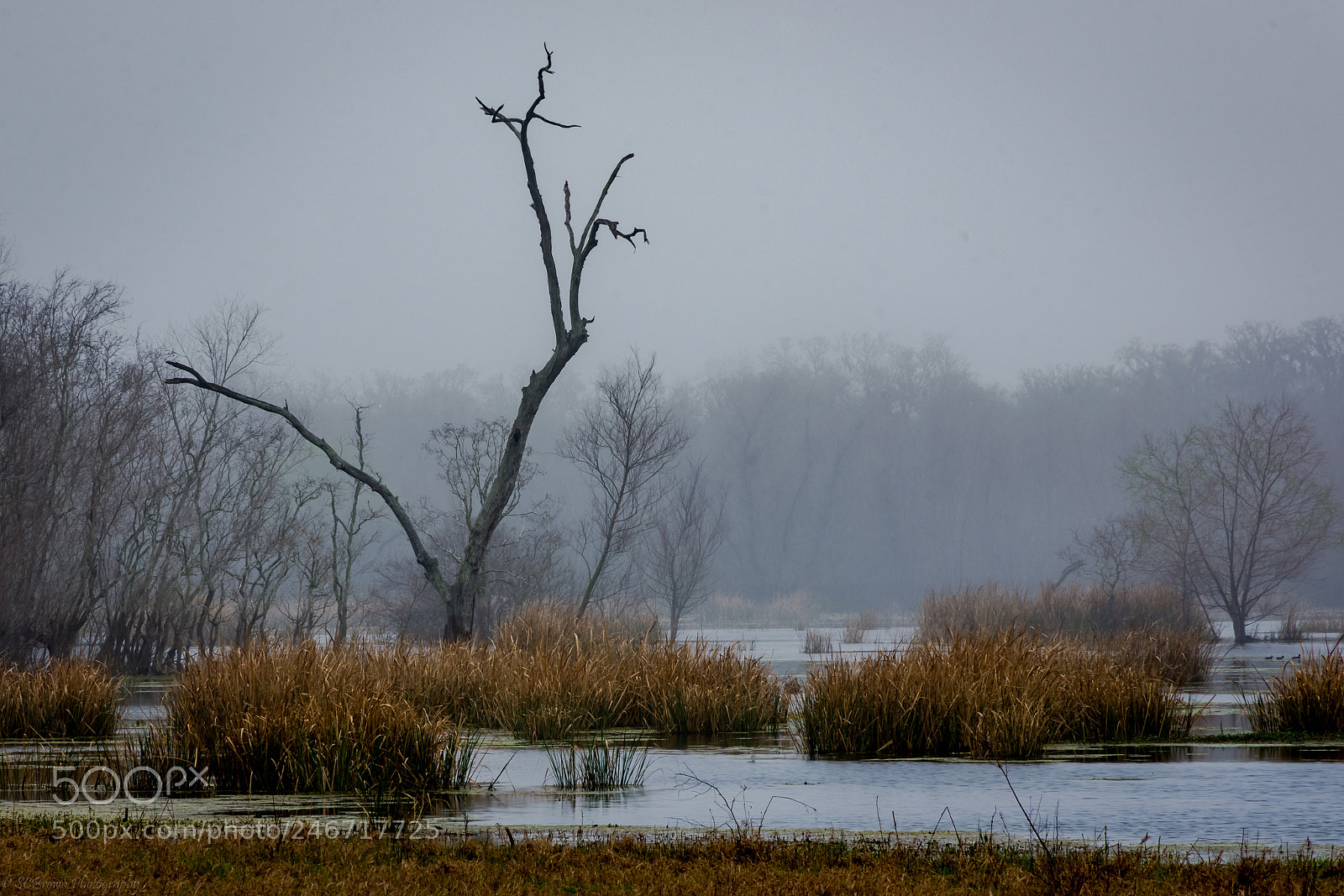 Nikon D7200 sample photo. Standing out in the photography