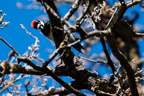 Canon EOS 20D sample photo. Red head photography
