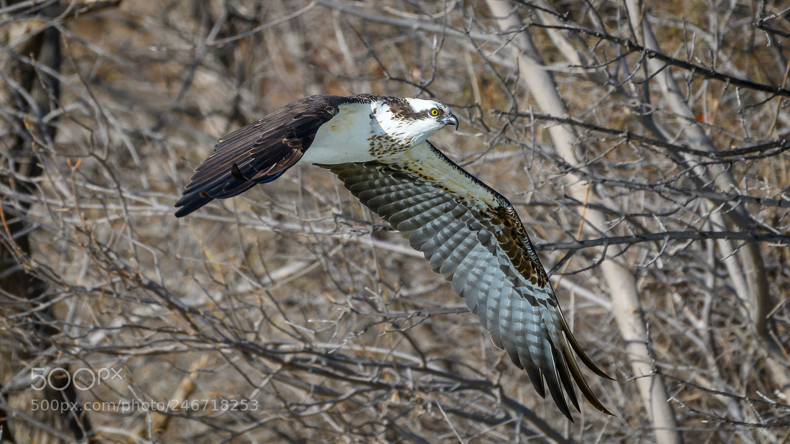 Nikon D500 sample photo. Osprey photography