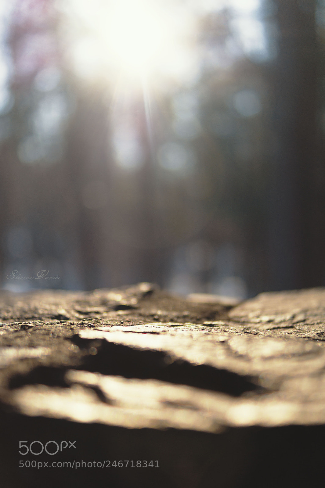 Sony SLT-A58 sample photo. Sun rays photography