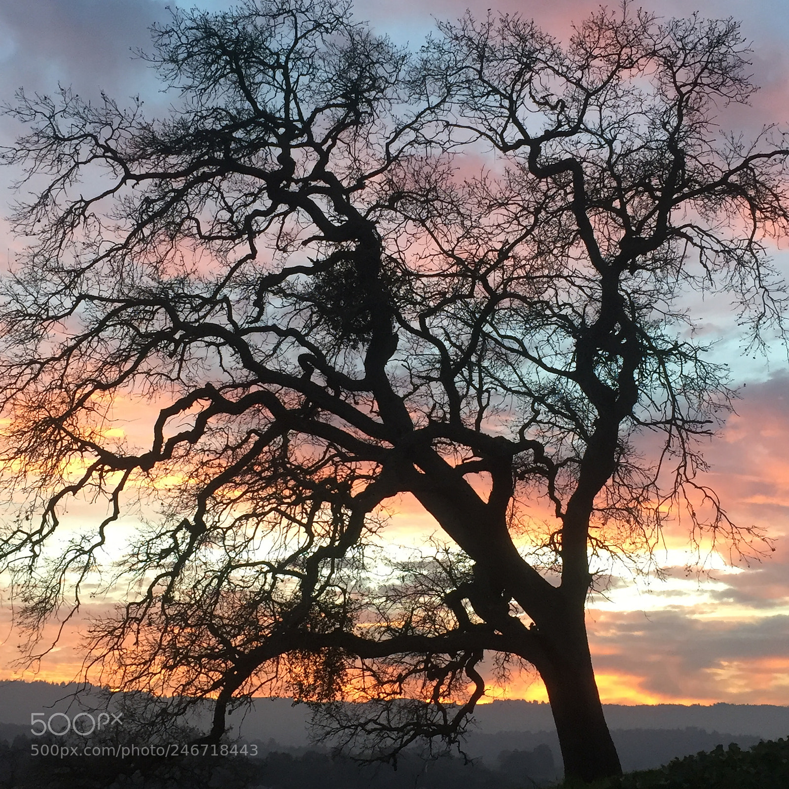 Apple iPhone 6 sample photo. Oak #4 photography