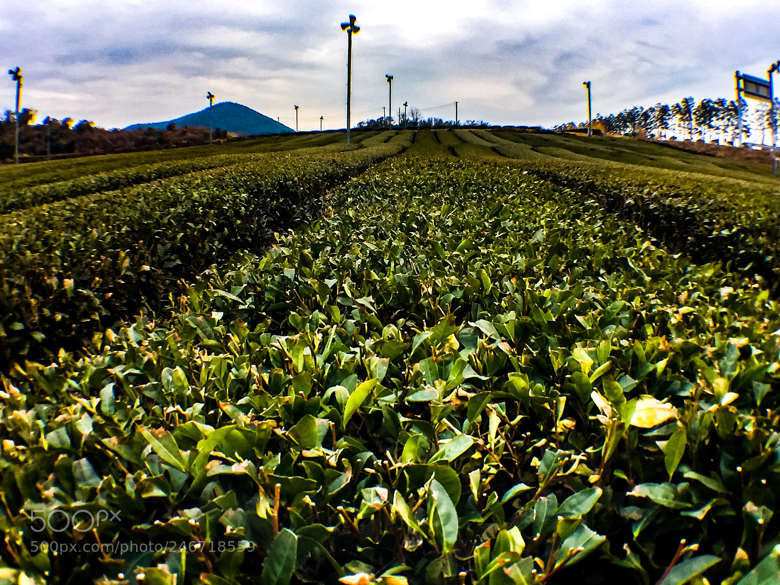 Apple iPhone 6 Plus sample photo. Tea plantation photography