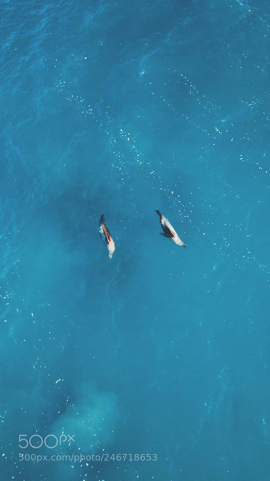 DJI FC220 sample photo. Ocean life photography
