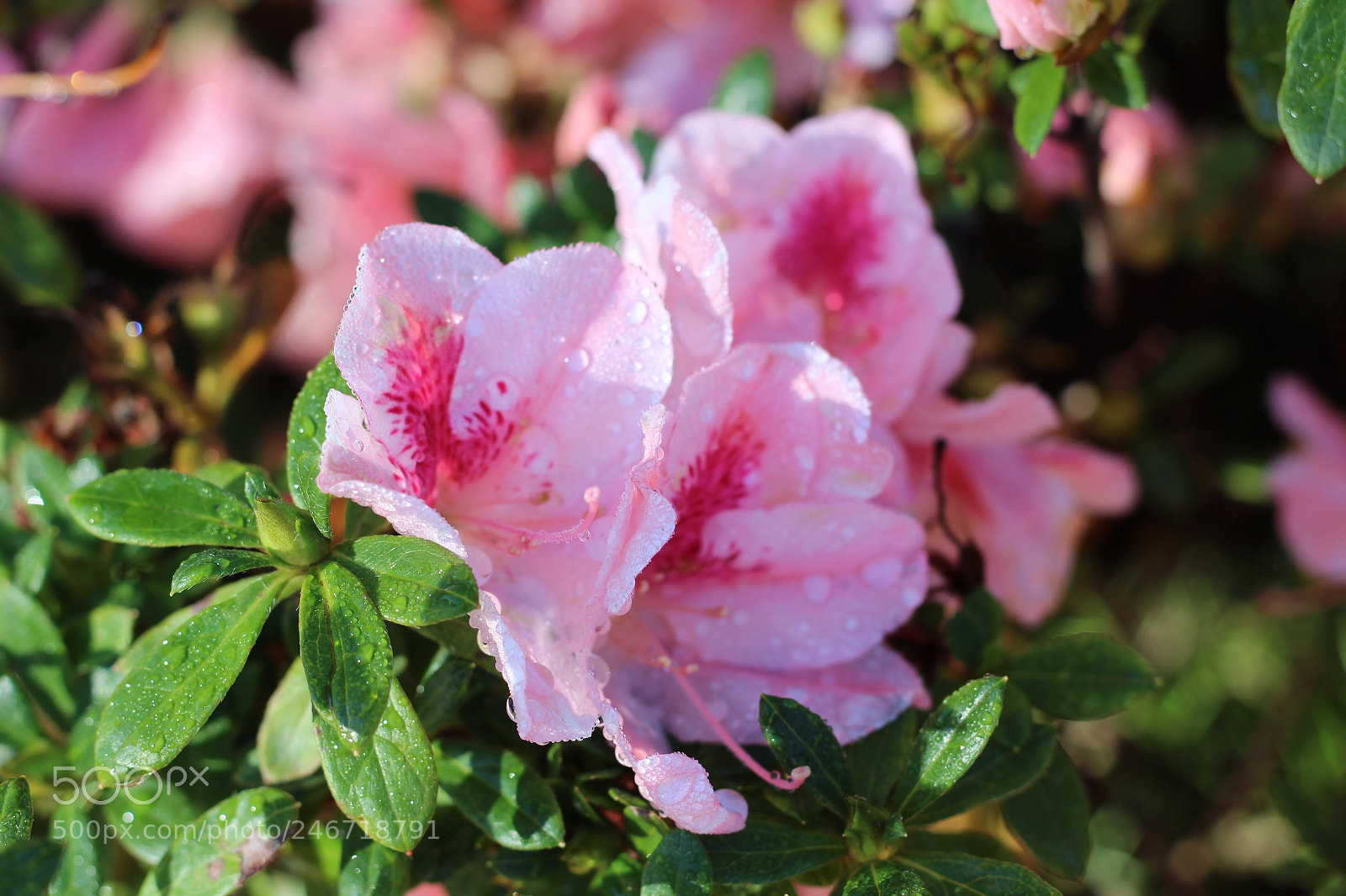 Canon EOS 1300D (EOS Rebel T6 / EOS Kiss X80) sample photo. Monday morning at plant photography