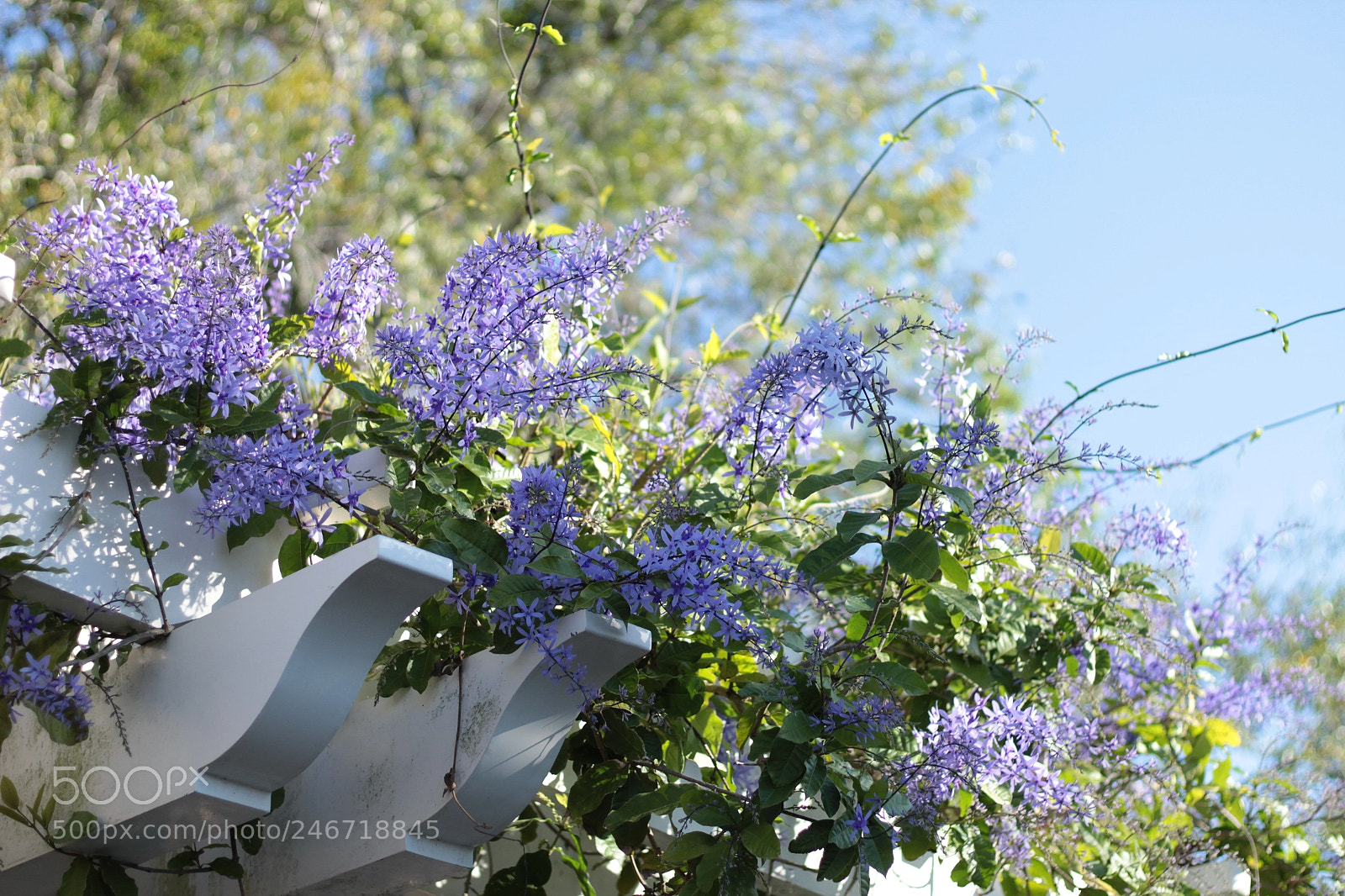 Canon EOS 1300D (EOS Rebel T6 / EOS Kiss X80) sample photo. Monday morning at plant photography