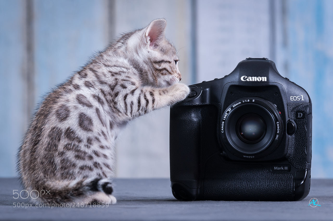 Nikon D700 sample photo. That's the shutter, right? photography
