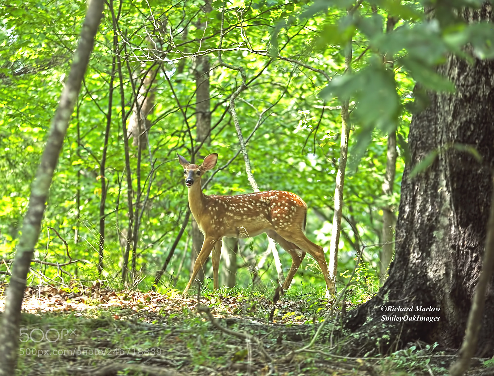 Nikon D5000 sample photo. Young whitetail in woods photography
