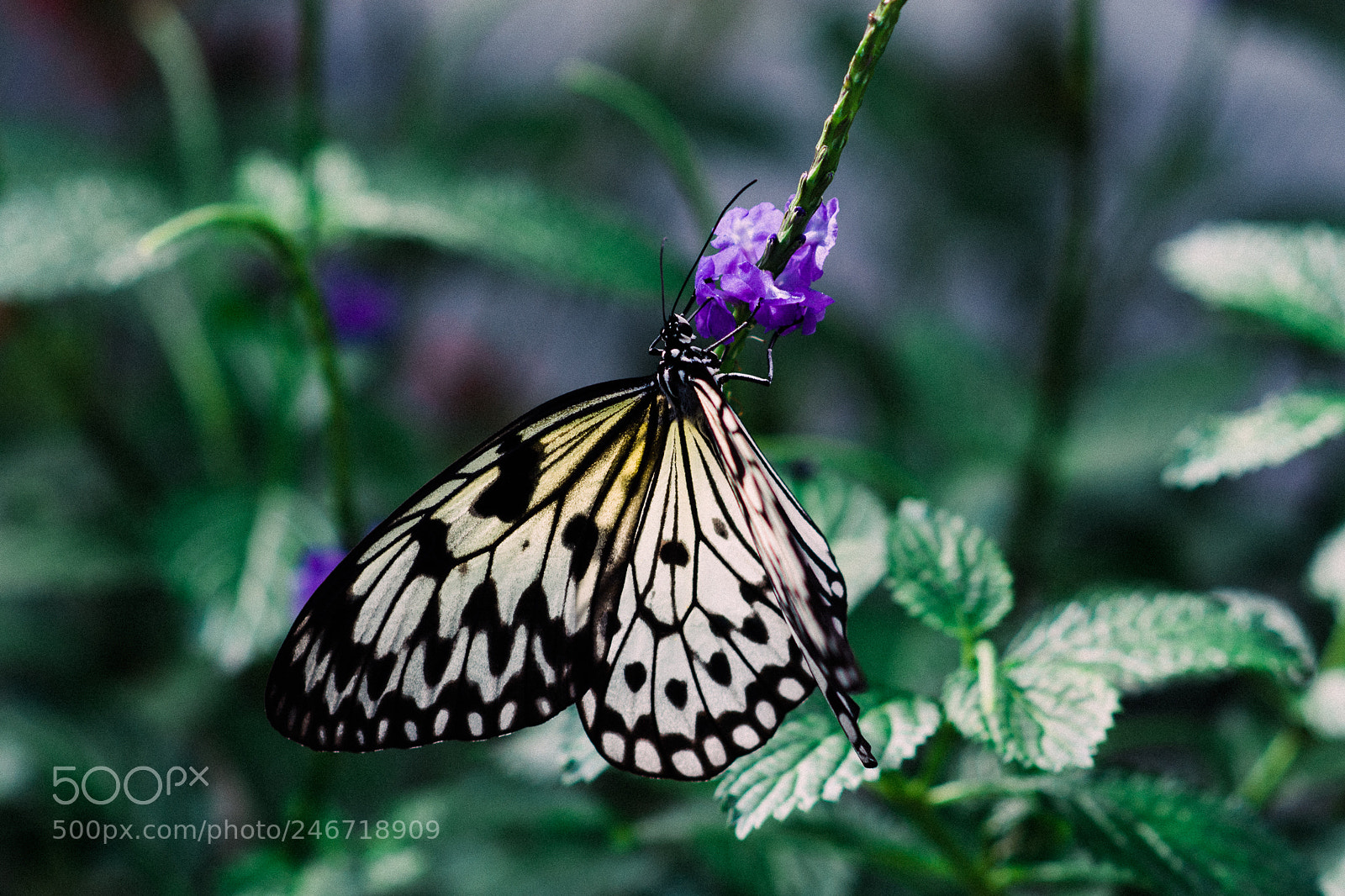 Nikon D7100 sample photo. Butterfly world photography