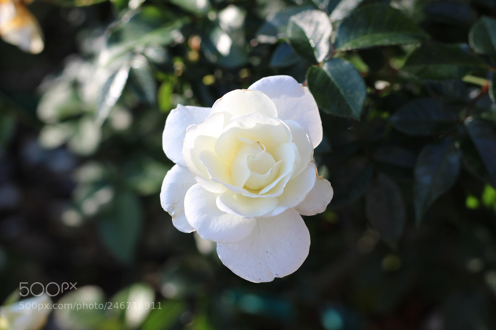 Canon EOS 1300D (EOS Rebel T6 / EOS Kiss X80) sample photo. Monday morning at plant photography