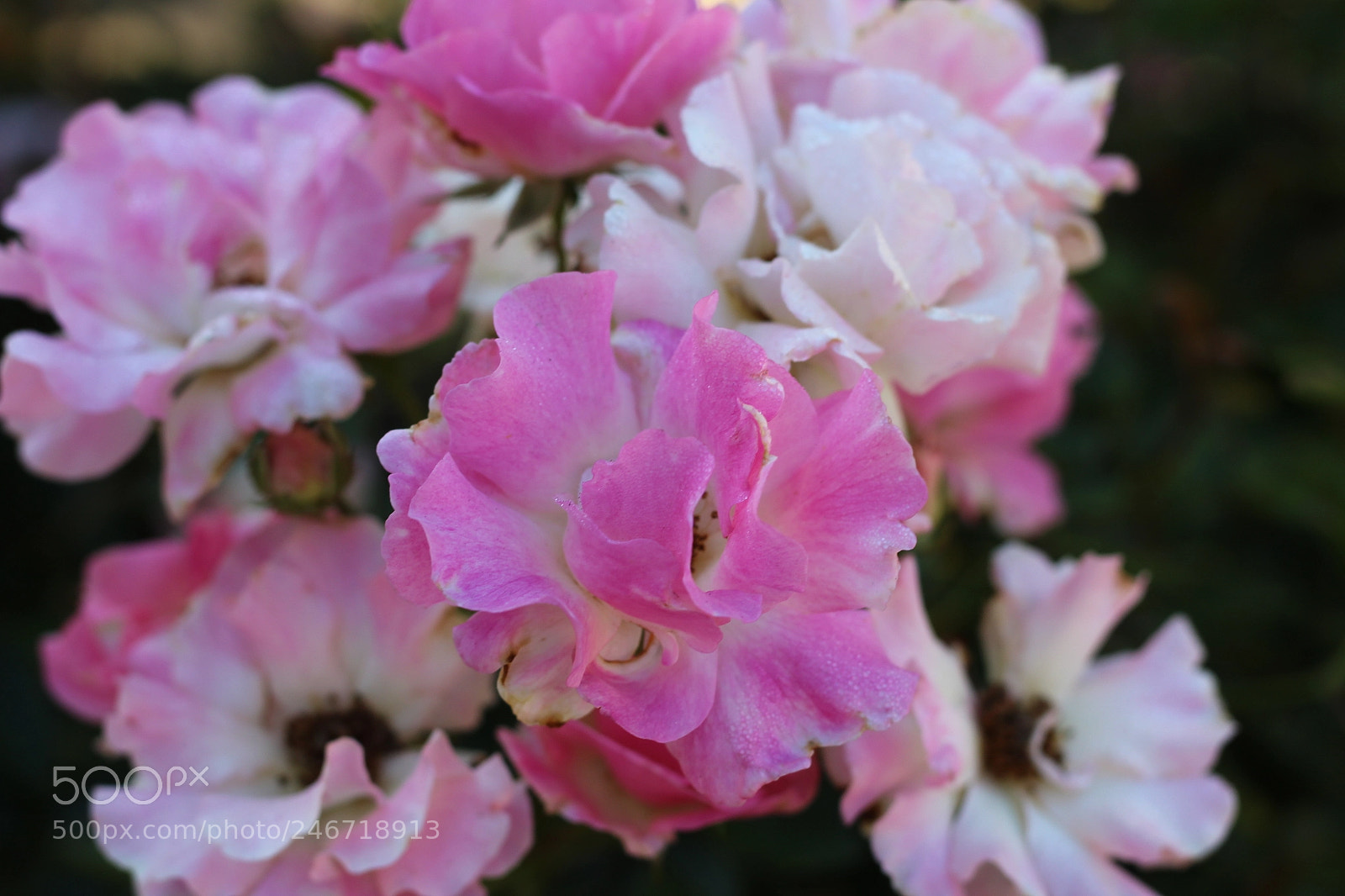 Canon EOS 1300D (EOS Rebel T6 / EOS Kiss X80) sample photo. Monday morning at plant photography