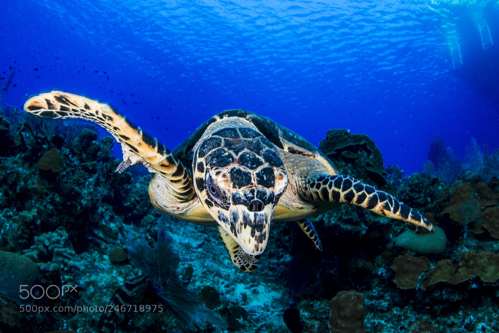 Nikon D800 sample photo. Turtle photography