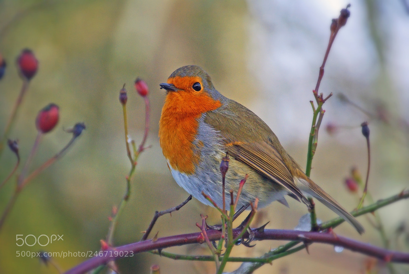 Pentax K200D sample photo. Robin photography