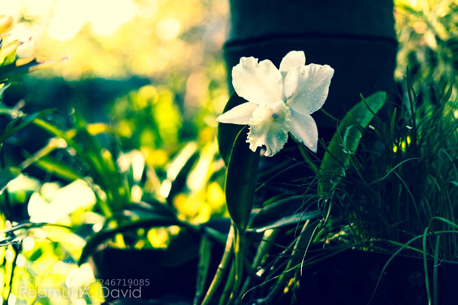 Sony a7R III sample photo. Mom's garden photography
