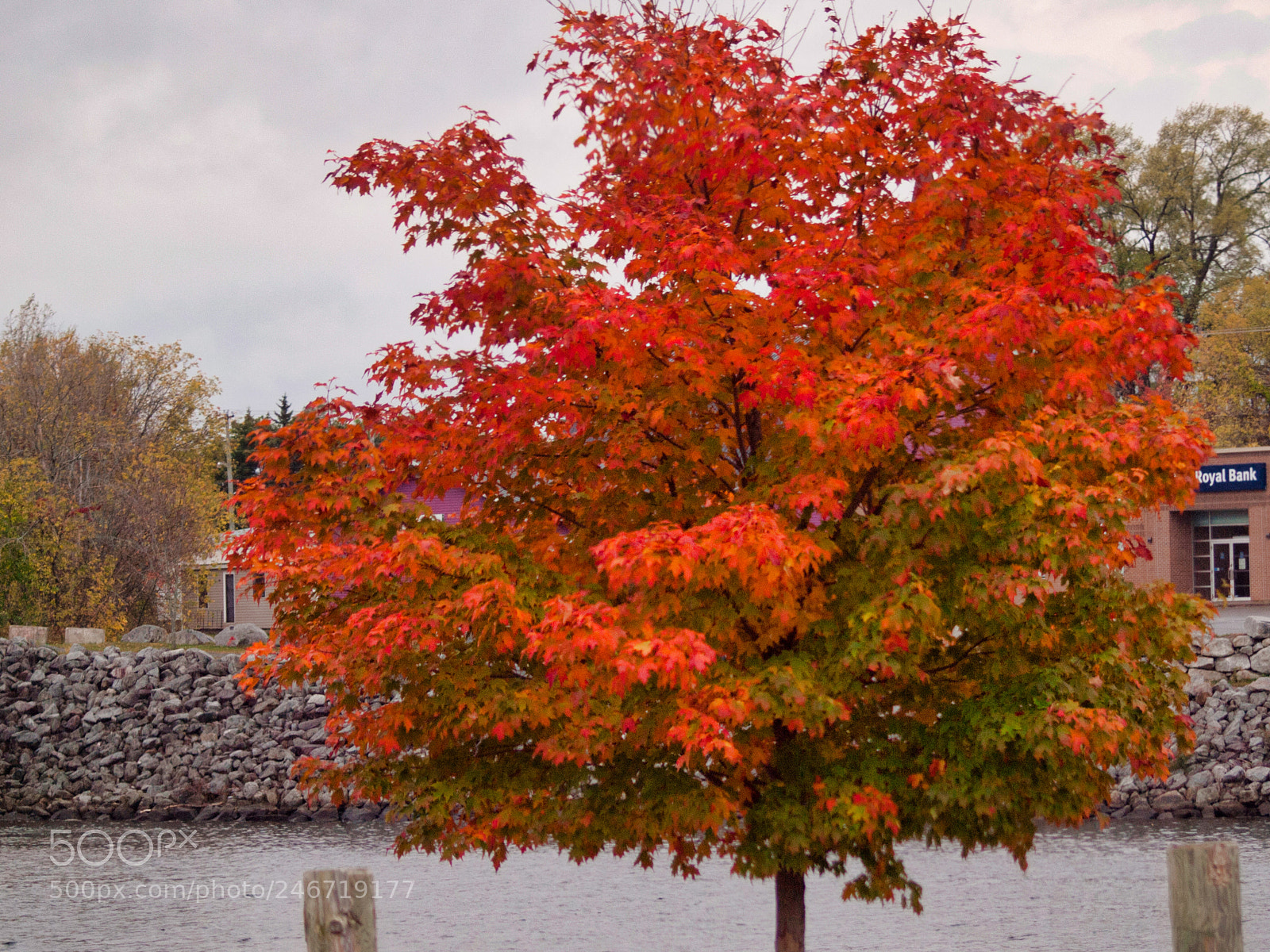 Olympus E-620 (EVOLT E-620) sample photo. Deep into fall color photography