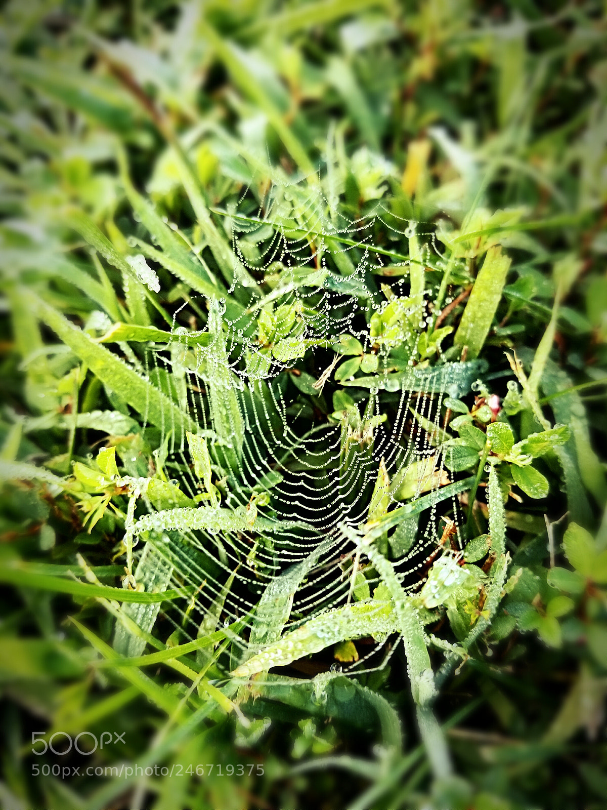 Samsung Galaxy S8 sample photo. The tiny home photography