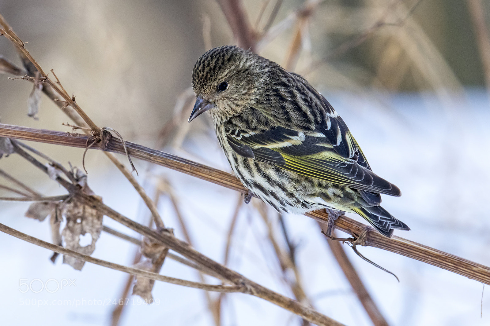 Nikon D850 sample photo. Pine siskin- female photography