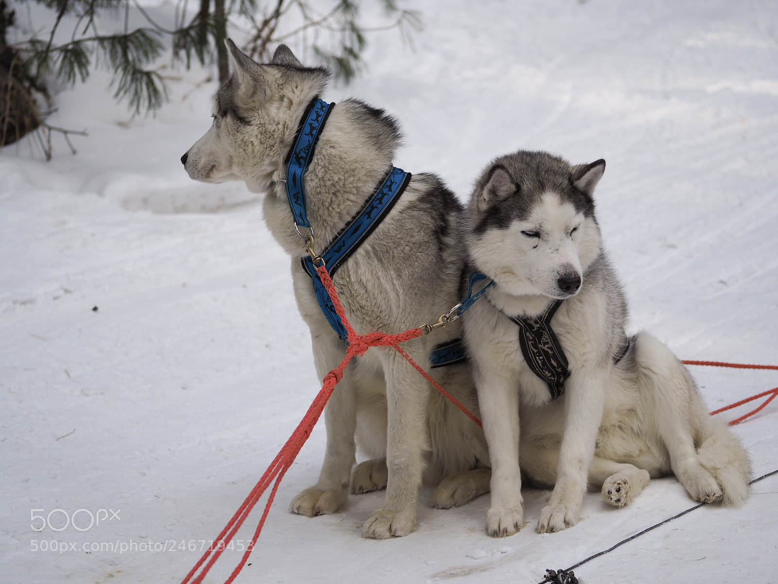 Olympus OM-D E-M10 II sample photo. Hasky photography