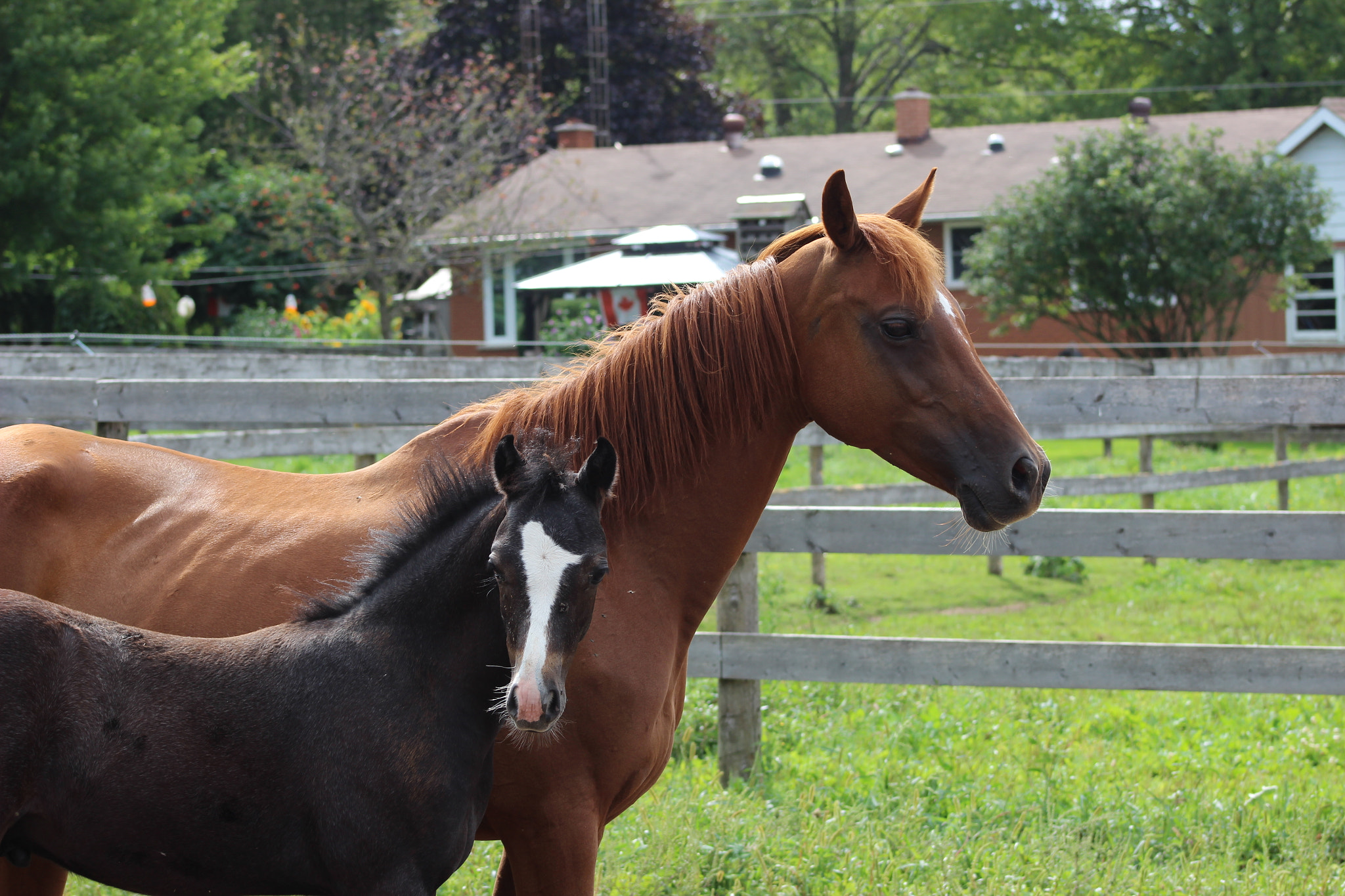 Canon EOS 600D (Rebel EOS T3i / EOS Kiss X5) + EF75-300mm f/4-5.6 sample photo. My new addition to our family  photography