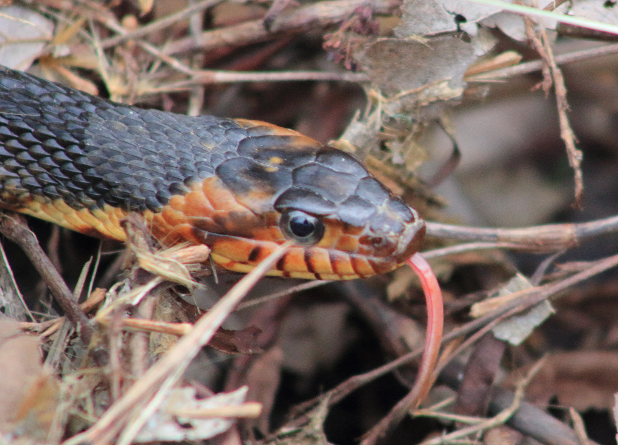 Canon EOS 60D + EF75-300mm f/4-5.6 sample photo. Banded water snake photography