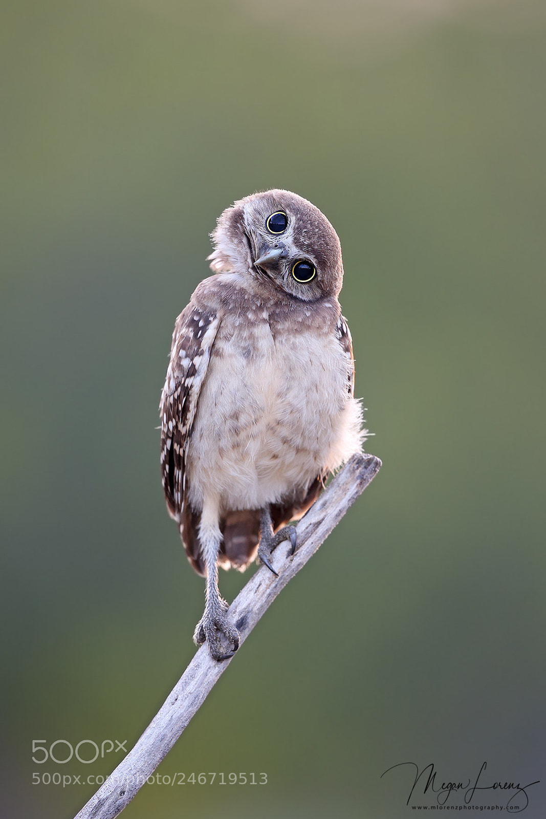 Canon EOS-1D X sample photo. Tiny owlet photography