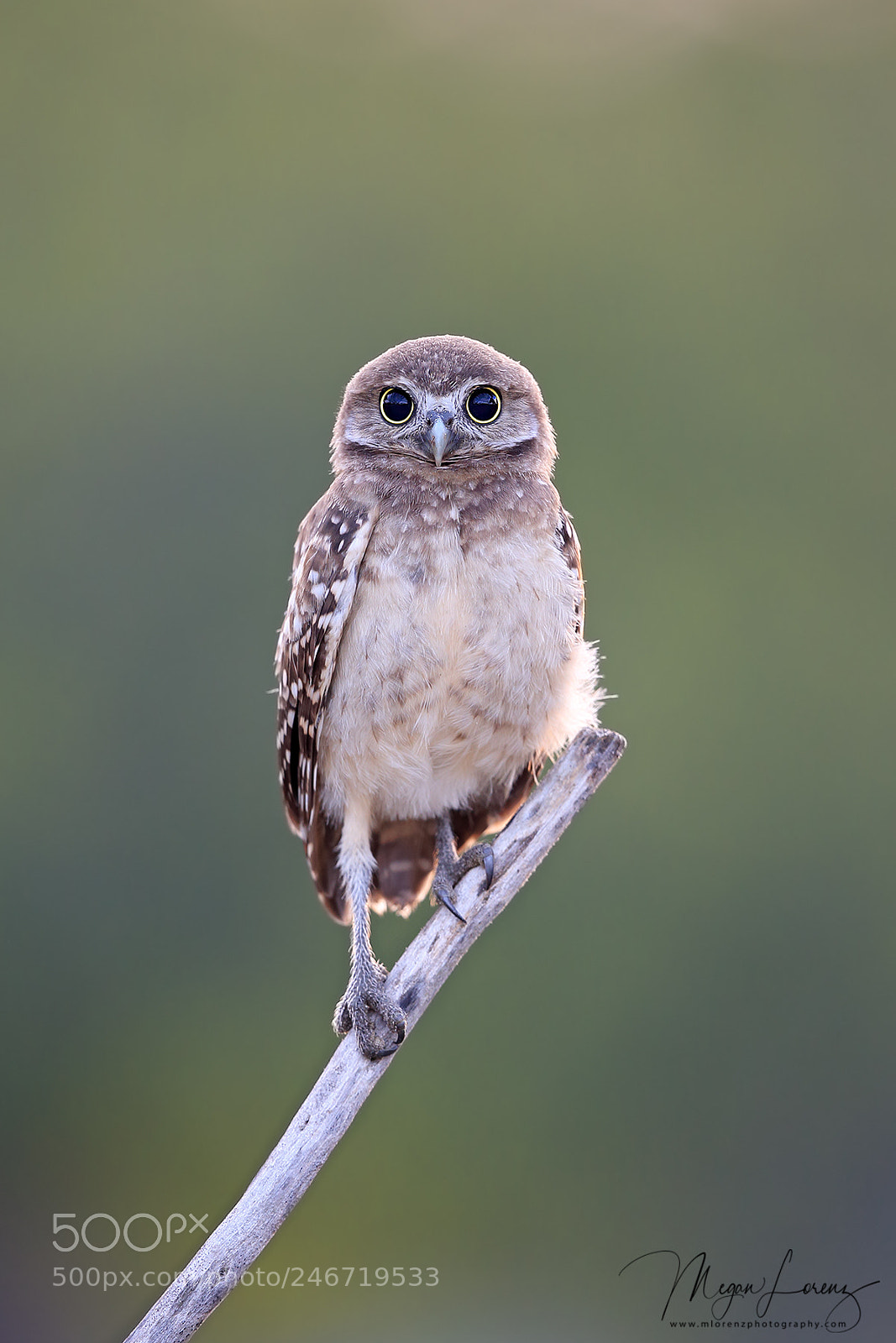 Canon EOS-1D X sample photo. Tiny owlet photography