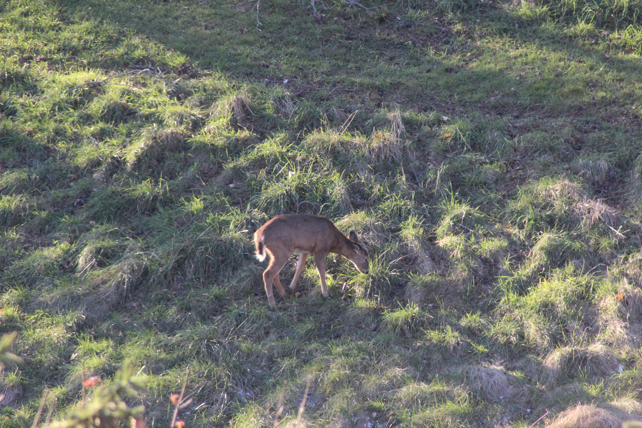 EF75-300mm f/4-5.6 sample photo