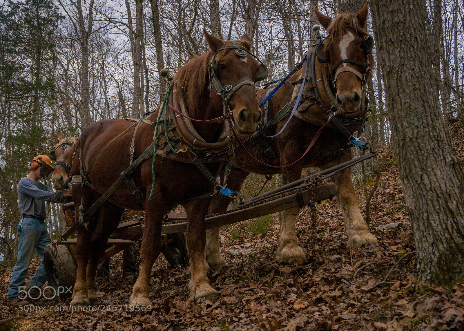 Sony a6500 sample photo. Horse power photography