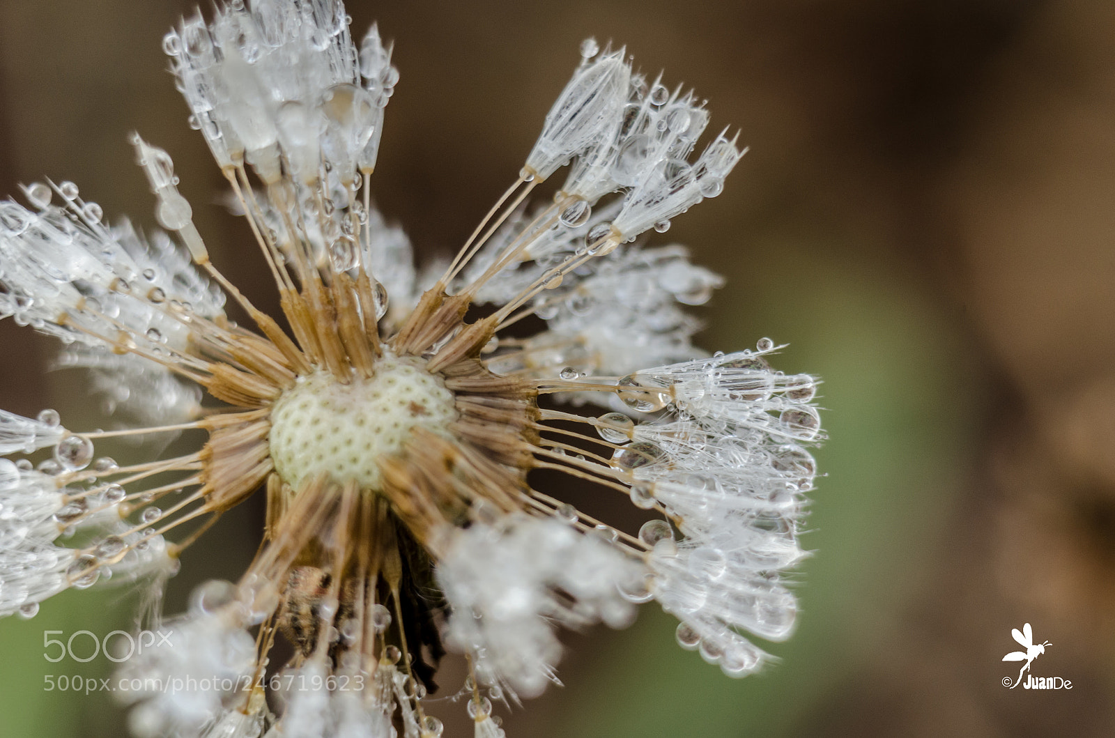 Nikon D5100 sample photo. Diente de le n photography