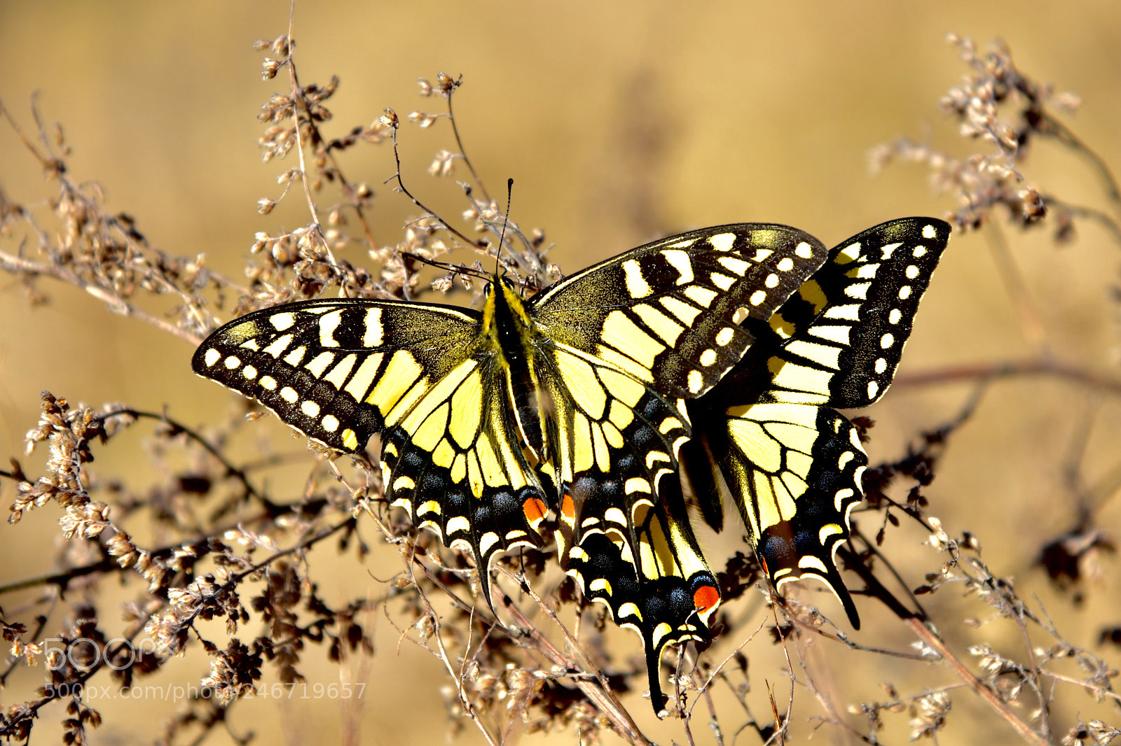Nikon D7200 sample photo. Butterfly photography