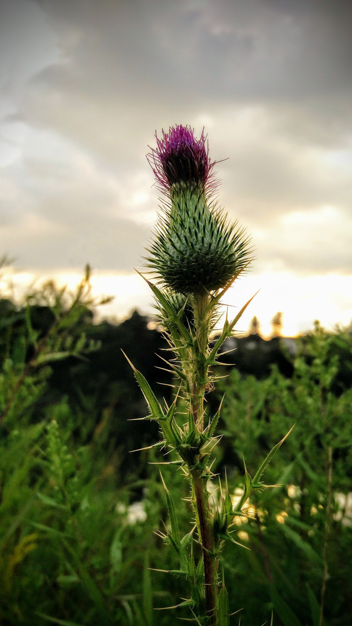 OnePlus ONE A2005 sample photo. Thistle in high park photography
