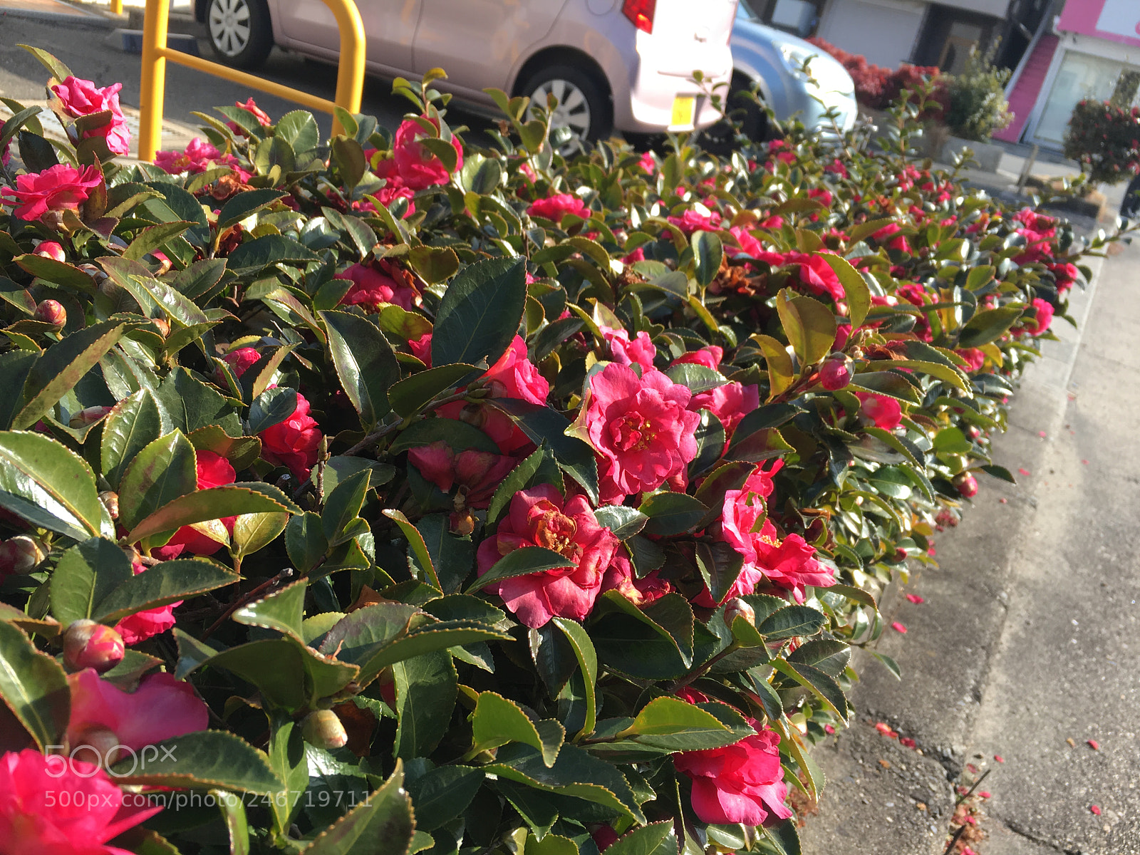Apple iPhone 6s sample photo. Untitled photography