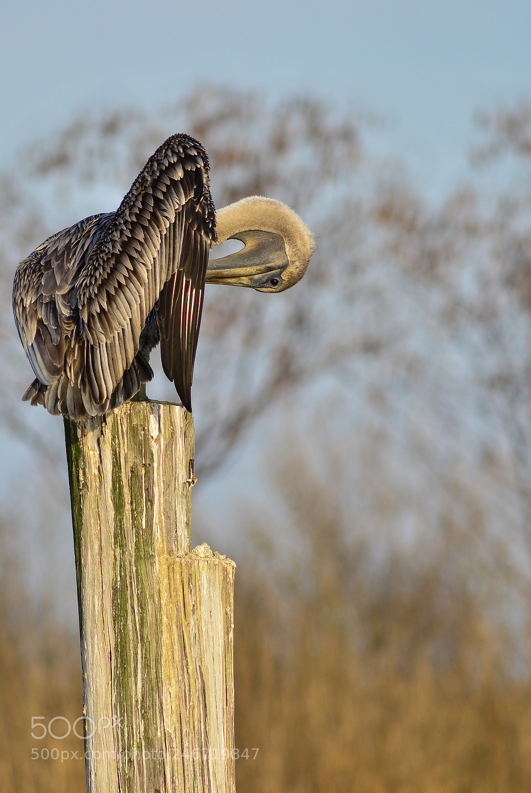 Nikon D7100 sample photo. Female brown pelican preening photography