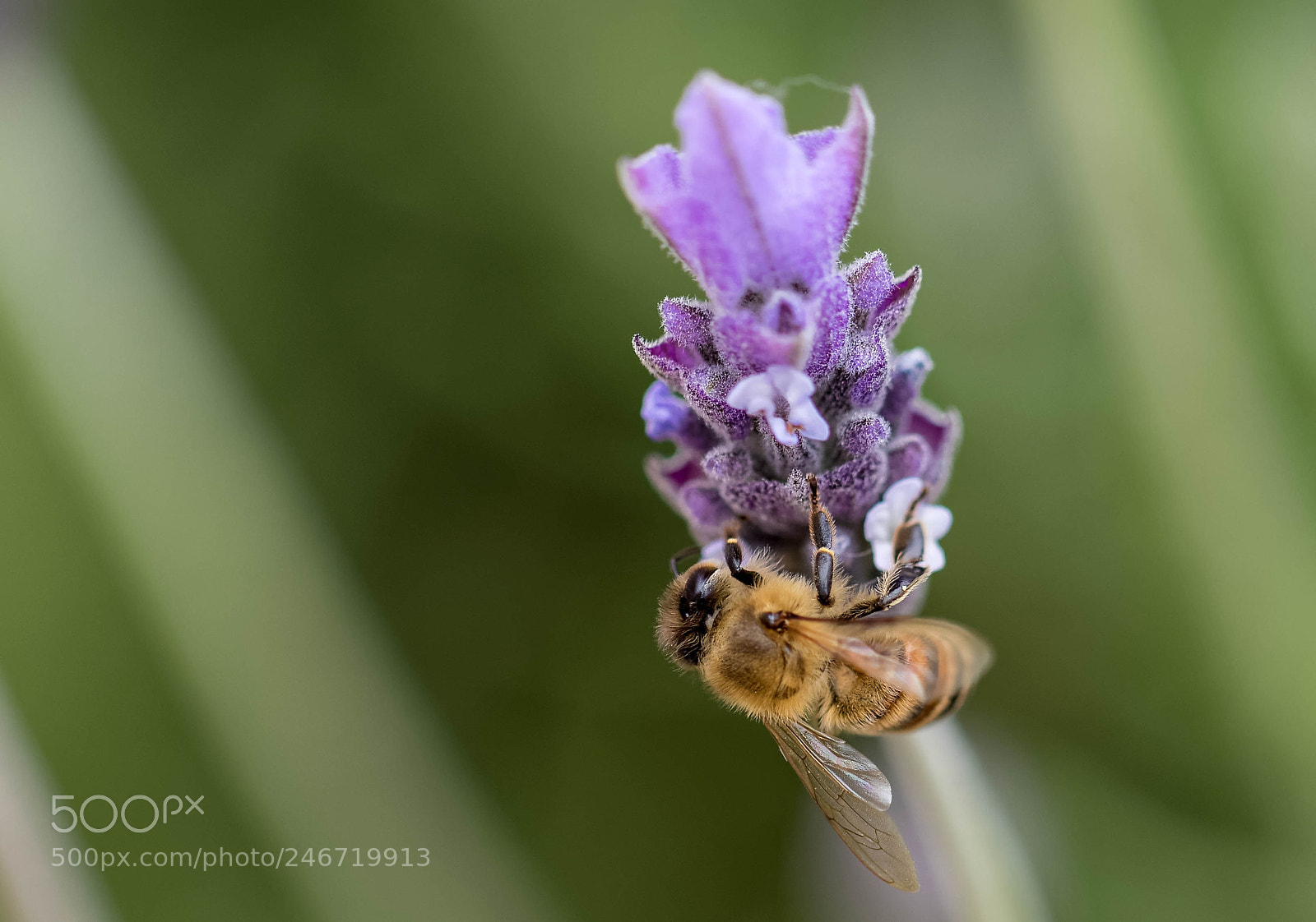 Canon EOS 7D Mark II sample photo. Abeja y flor photography