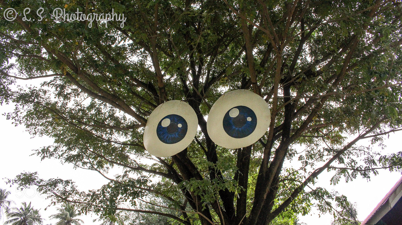 Canon EOS 700D (EOS Rebel T5i / EOS Kiss X7i) sample photo. Tree with eyes :) photography