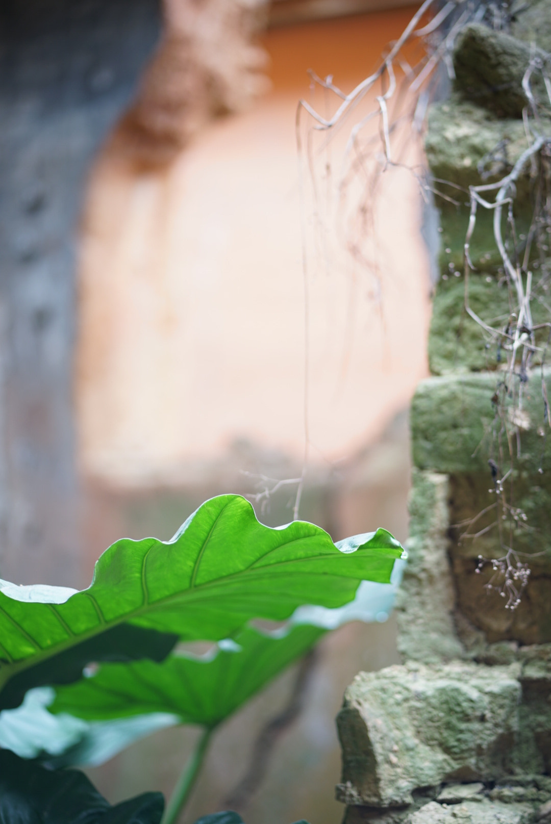 ZEISS Batis 85mm F1.8 sample photo