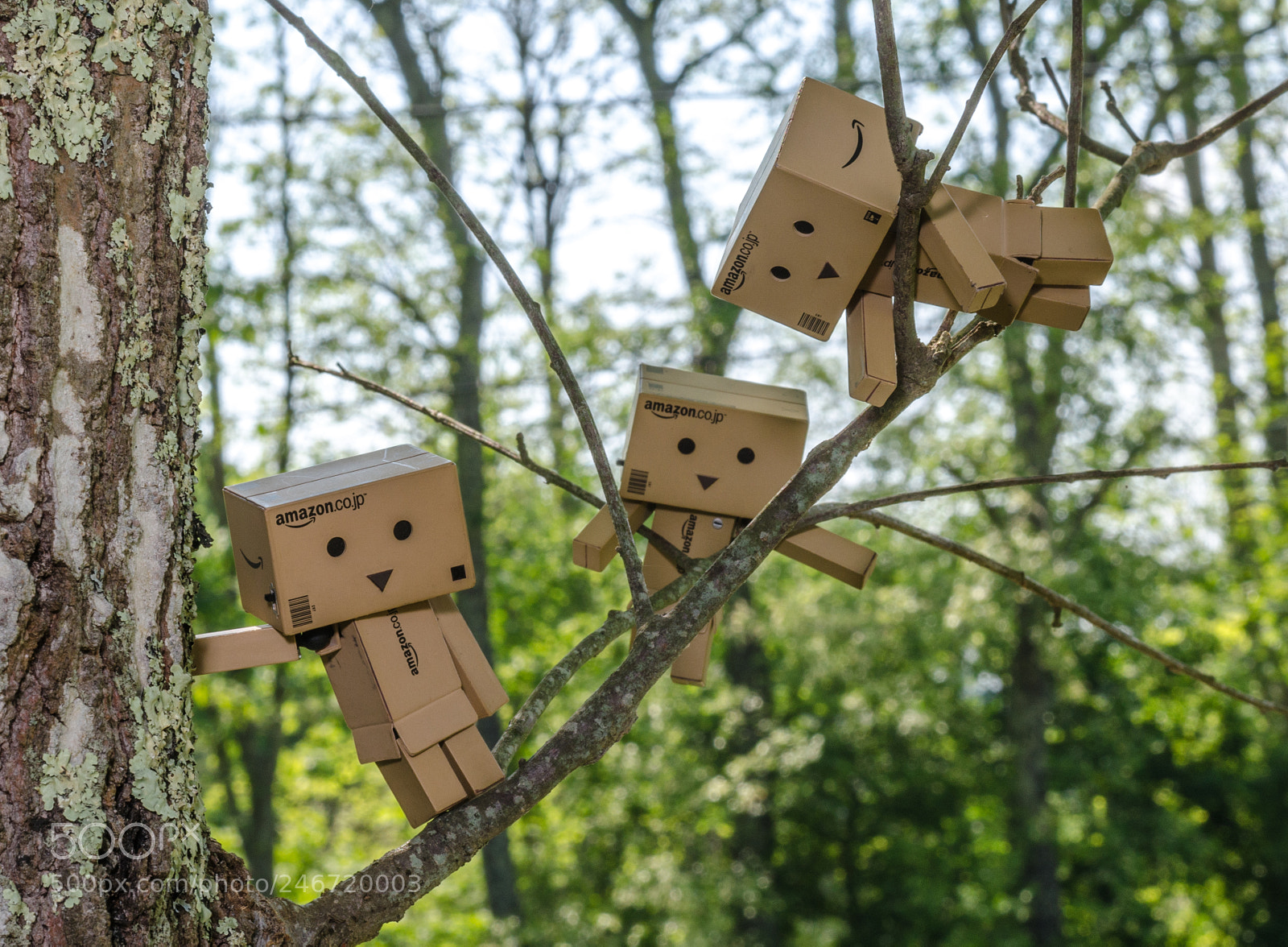 Nikon D5100 sample photo. Adventures of danbo photography