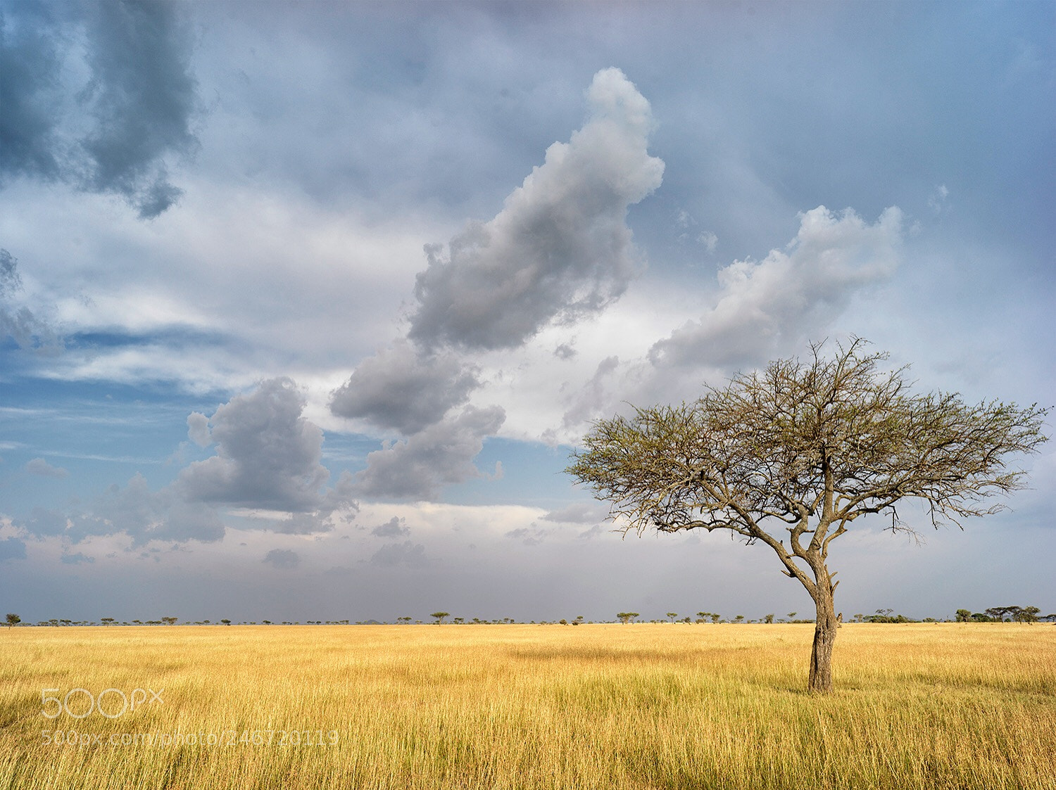 Hasselblad X1D-50c sample photo. 2018 tanzania serengeti plains photography
